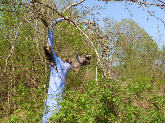 himmelsbaum
